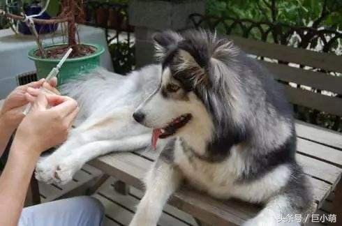 狗狗患上狂犬病的4大特徵，如果狗狗有這些問題，那可能是中招了