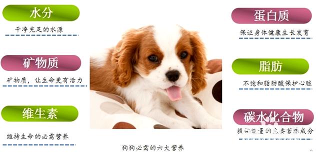 狗糧選擇有誤損害狗狗健康，如何判斷狗糧是否適合狗狗