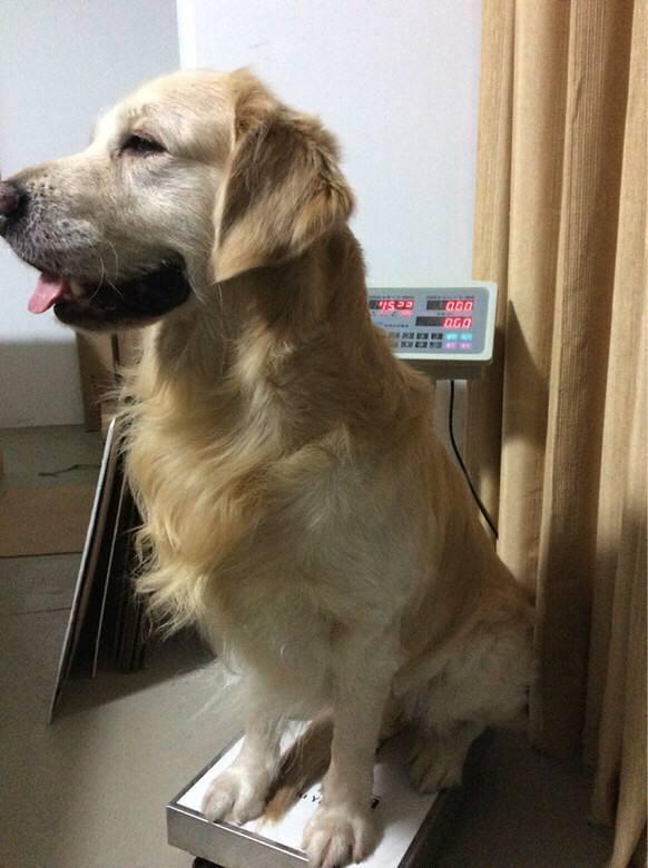 狗糧選擇有誤損害狗狗健康，如何判斷狗糧是否適合狗狗