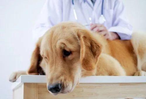 你被「狗愛吃骨頭」騙了多少年？
