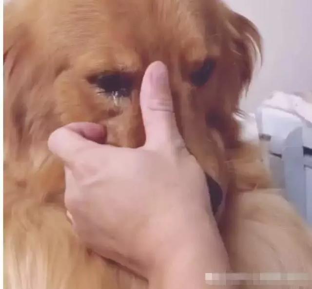 金金被同伴欺負，看到主人後就開始流淚哭泣，主人知道原因心疼有想笑！