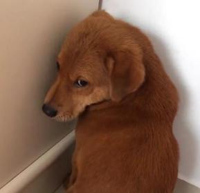 汪汪犯錯後被懲罰面壁思過，狗狗悄悄回頭表情太萌，主人：別看了，我還在生氣！