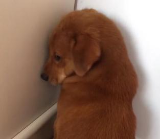 汪汪犯錯後被懲罰面壁思過，狗狗悄悄回頭表情太萌，主人：別看了，我還在生氣！