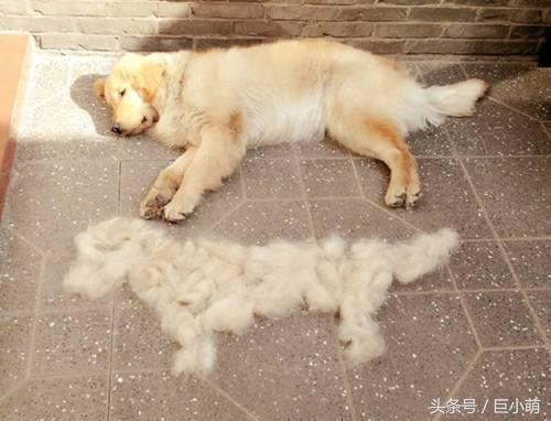 為什麼洗一隻狗狗要那麼貴，寵物店員工：你親自洗一隻阿拉就知道