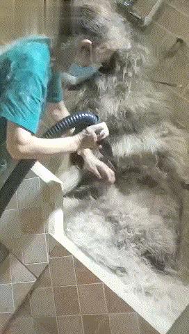 為什麼洗一隻狗狗要那麼貴，寵物店員工：你親自洗一隻阿拉就知道