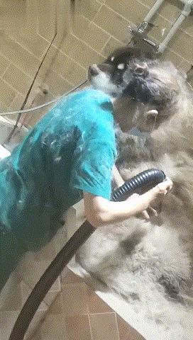 為什麼洗一隻狗狗要那麼貴，寵物店員工：你親自洗一隻阿拉就知道
