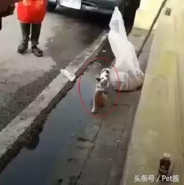 流浪貓媽盯上有錢人，叼起小奶貓就往車裡鑽，貓媽：魚乾不用愁了