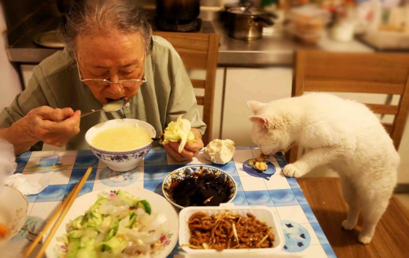 87歲阿嬤「收留200隻浪喵」不後悔！　靠退休金硬撐：它們都是我的孩子...