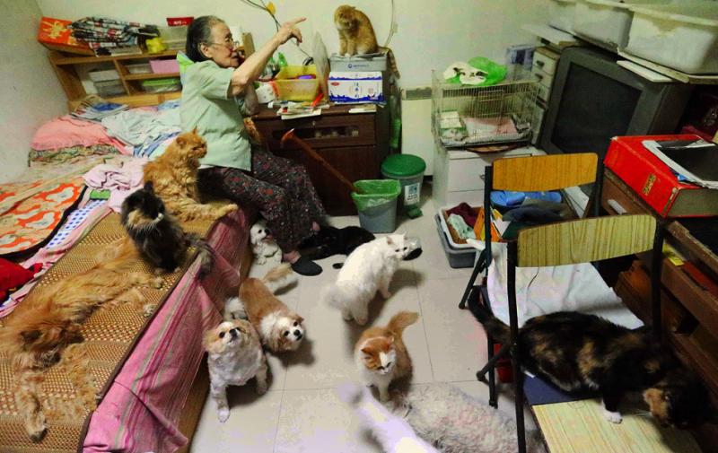 87歲阿嬤「收留200隻浪喵」不後悔！　靠退休金硬撐：它們都是我的孩子...
