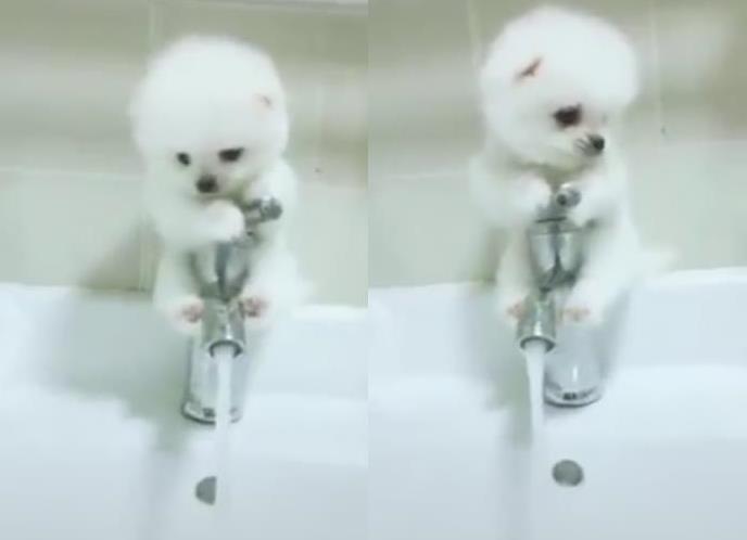 拔巴人家怕洗澡啦！小白汪嚇到夾住水龍頭，雙手抱拳求饒，水汪汪大眼睛萌翻了！