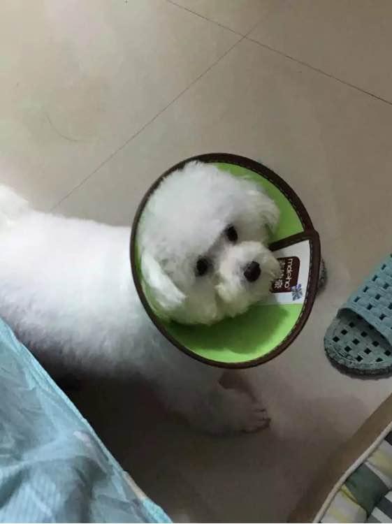 兩個月比熊因太醜在寵物店無人問津，被我買回家後老闆後悔虧大了