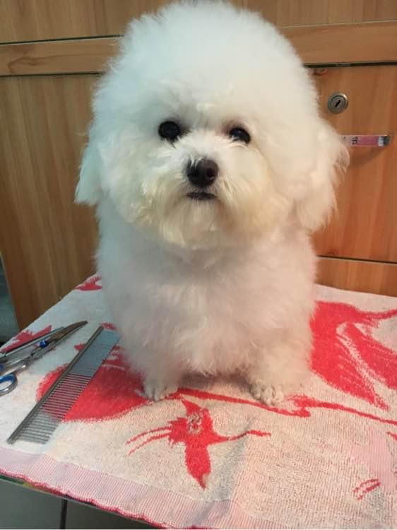 兩個月比熊因太醜在寵物店無人問津，被我買回家後老闆後悔虧大了