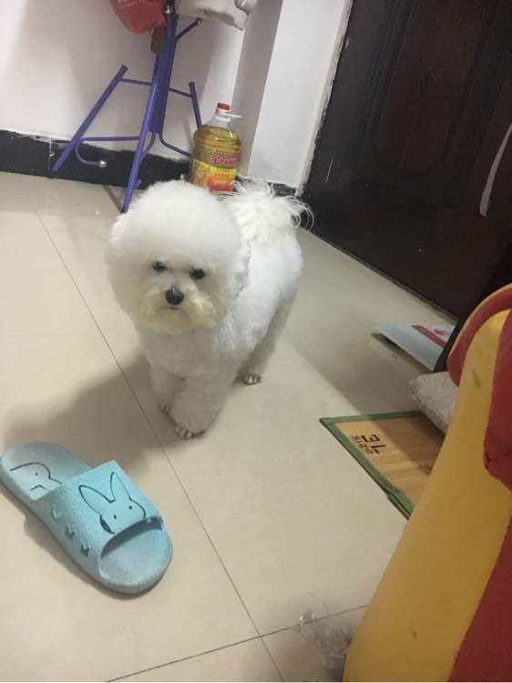 兩個月比熊因太醜在寵物店無人問津，被我買回家後老闆後悔虧大了