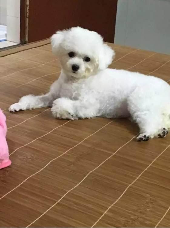 兩個月比熊因太醜在寵物店無人問津，被我買回家後老闆後悔虧大了