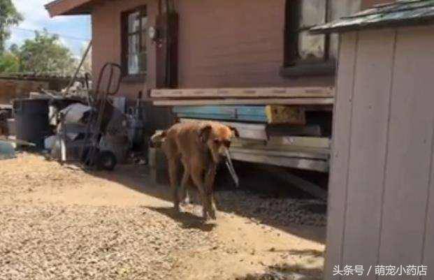狗狗被囚禁十年，十年來這是它第一次出門散步，很興奮很享受