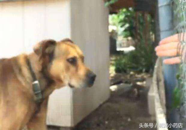 狗狗被囚禁十年，十年來這是它第一次出門散步，很興奮很享受