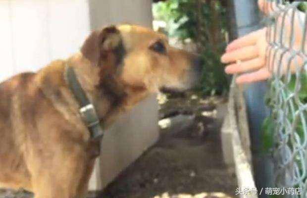 狗狗被囚禁十年，十年來這是它第一次出門散步，很興奮很享受