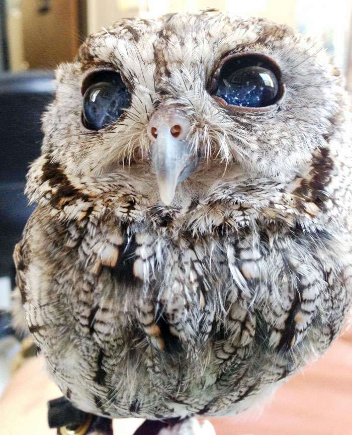 貓頭鷹眼裡有一片耀眼星空　但美麗背後它其實「什麼都看不見」