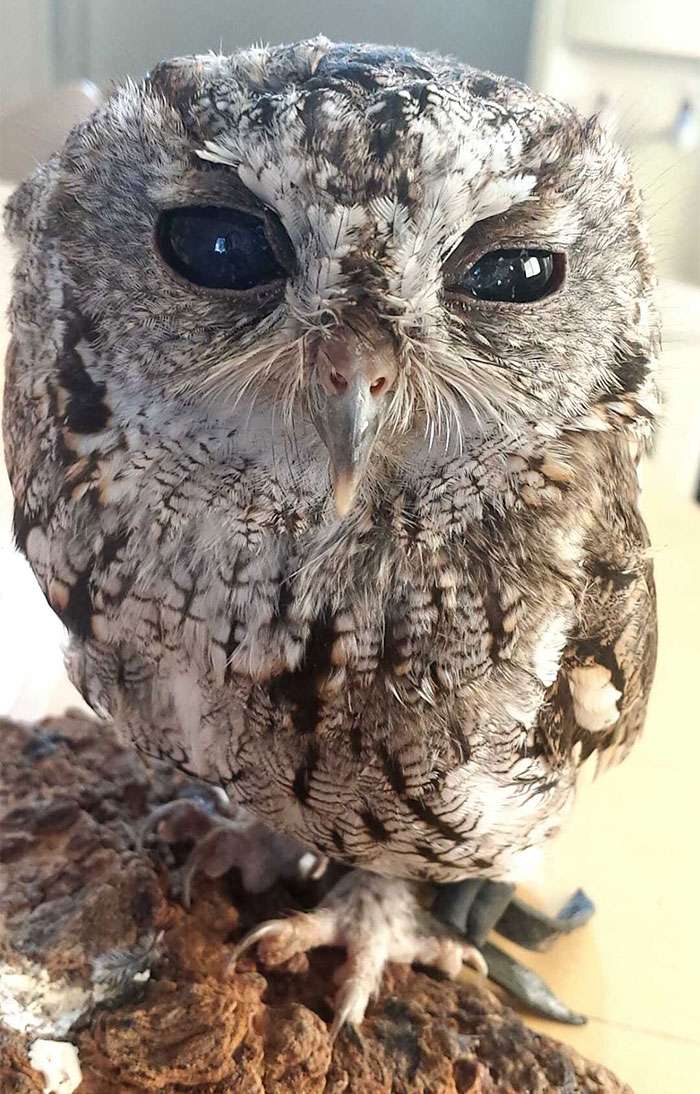 貓頭鷹眼裡有一片耀眼星空　但美麗背後它其實「什麼都看不見」