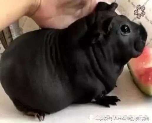 「我買的狗怎麼越長越奇怪？」　他上網一查：這TMD是一隻老鼠啊
