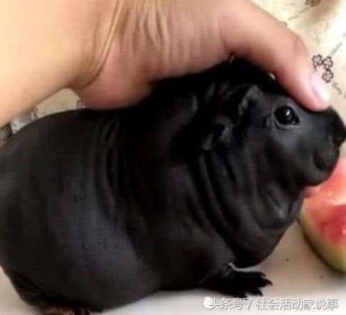 「我買的狗怎麼越長越奇怪？」　他上網一查：這TMD是一隻老鼠啊