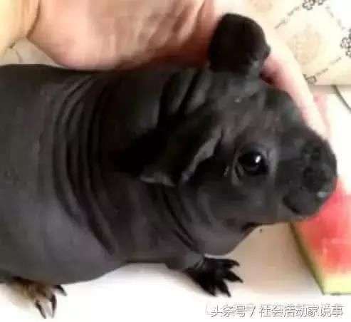 「我買的狗怎麼越長越奇怪？」　他上網一查：這TMD是一隻老鼠啊