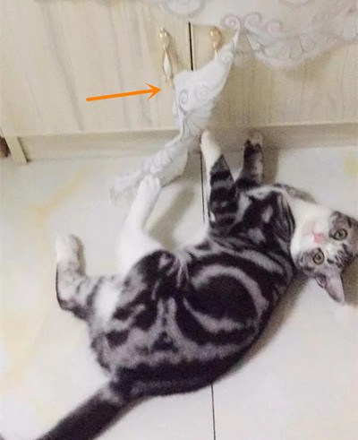 貓咪「驚奇」的腦洞，不按套路出牌！主人：我也很無奈……