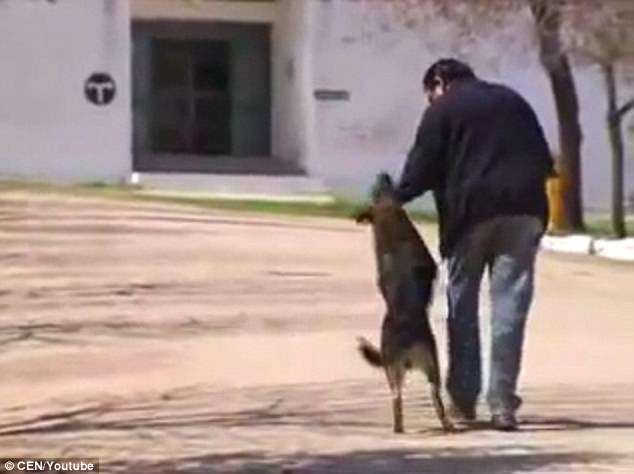 死也要死在墓前…　忠犬守護主人墳墓11年　如今在天堂跟主人重聚