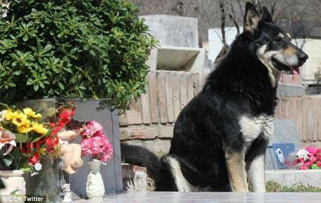 死也要死在墓前…　忠犬守護主人墳墓11年　如今在天堂跟主人重聚