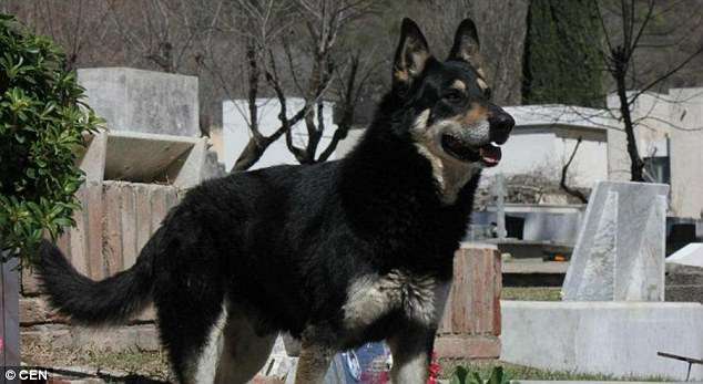 死也要死在墓前…　忠犬守護主人墳墓11年　如今在天堂跟主人重聚