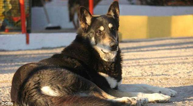 死也要死在墓前…　忠犬守護主人墳墓11年　如今在天堂跟主人重聚