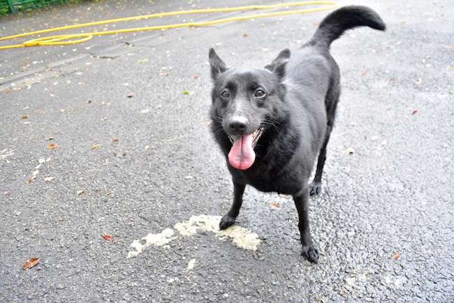 黑嚕嚕的它聰明又體貼　飼主在「世界黑狗日」發聲：從沒後悔領養