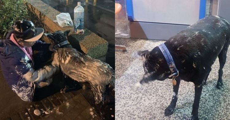 公園遛狗爆口角...三重阿伯+2愛犬慘被撥漆！洗到抓狂「氣拿剪刀尋仇」：對方秒歸西！