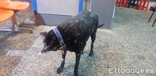 公園遛狗爆口角...三重阿伯+2愛犬慘被撥漆！洗到抓狂「氣拿剪刀尋仇」：對方秒歸西！