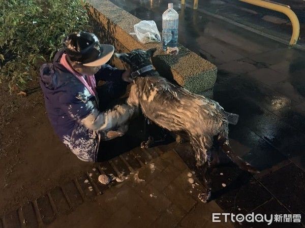 公園遛狗爆口角...三重阿伯+2愛犬慘被撥漆！洗到抓狂「氣拿剪刀尋仇」：對方秒歸西！