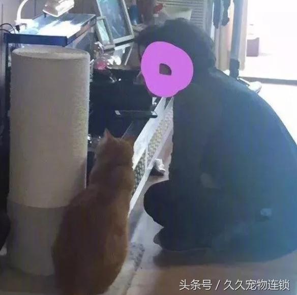 起床驚見喵皇「整晚熬夜」動也不動！往「它的視線」一看笑翻：內心戲hen多唉