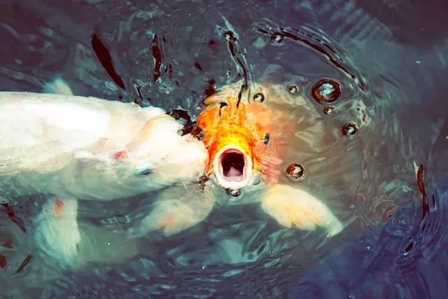 中國錦鯉出國免單，「亞洲鯉魚」出國毀滅河山