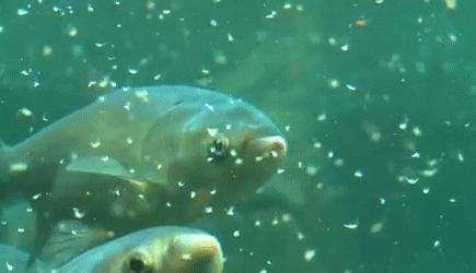 中國錦鯉出國免單，「亞洲鯉魚」出國毀滅河山