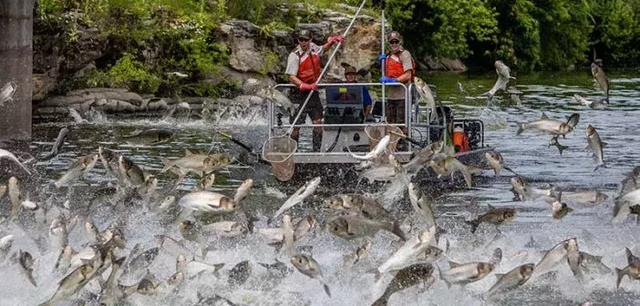 中國錦鯉出國免單，「亞洲鯉魚」出國毀滅河山