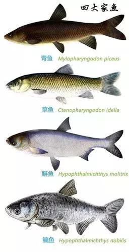 中國錦鯉出國免單，「亞洲鯉魚」出國毀滅河山