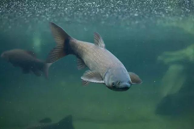 中國錦鯉出國免單，「亞洲鯉魚」出國毀滅河山