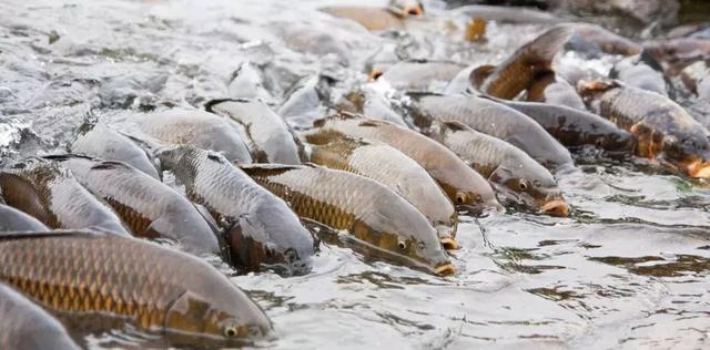 中國錦鯉出國免單，「亞洲鯉魚」出國毀滅河山