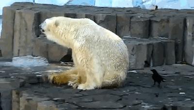 聰明又無恥之徒：它利用自己的高智商欺負其他動物……