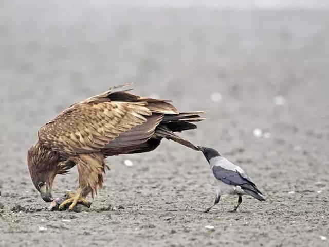 聰明又無恥之徒：它利用自己的高智商欺負其他動物……