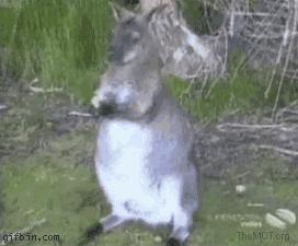 聰明又無恥之徒：它利用自己的高智商欺負其他動物……