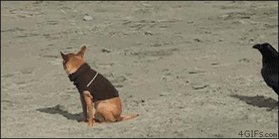 聰明又無恥之徒：它利用自己的高智商欺負其他動物……