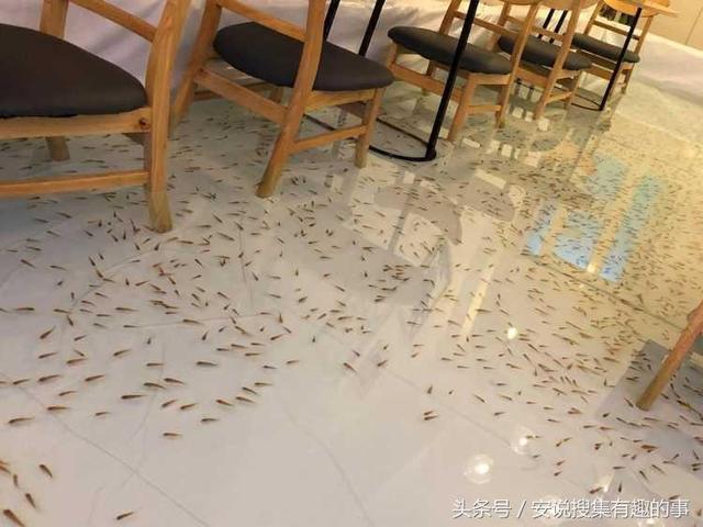 請注意不要踩到魚！越南獨特的水族館餐廳