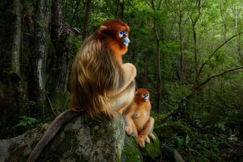 4萬張中精選30張「最野性照片」　動物界的真實面震撼大眾
