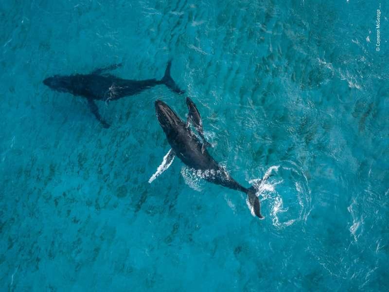 4萬張中精選30張「最野性照片」　動物界的真實面震撼大眾