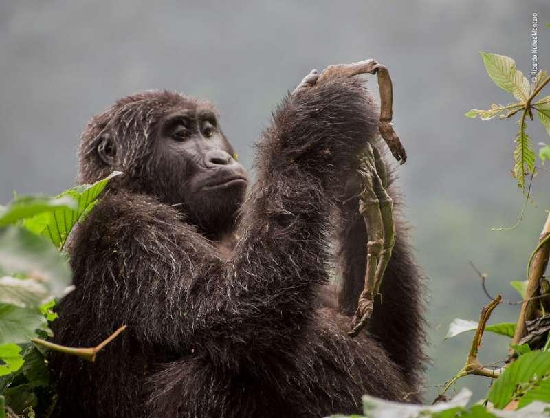 4萬張中精選30張「最野性照片」　動物界的真實面震撼大眾